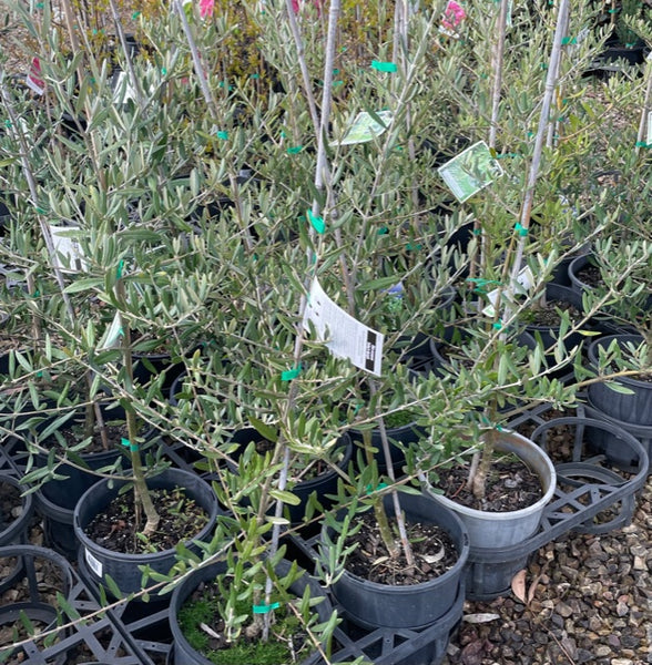 Olea Europaea 'Tolleys Upright'