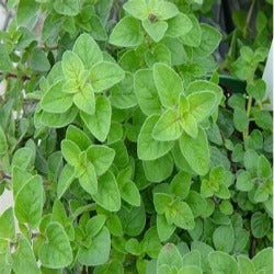 Oregano