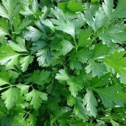 Parsley Italian