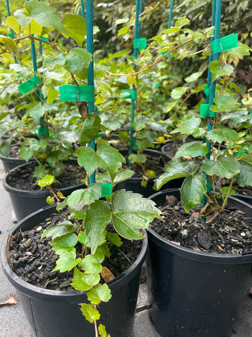 Parthenocissus Tricuspidata 'Boston Ivy'