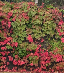 Parthenocissus Quinquefolia 'Virginia Creeper'