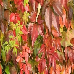 Parthenocissus Quinquefolia 'Virginia Creeper'