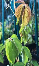 Parthenocissus Quinquefolia 'Virginia Creeper'