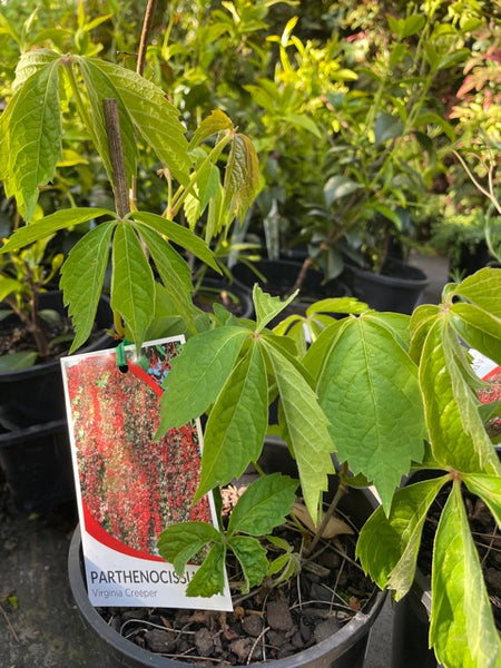 Parthenocissus Quinquefolia 'Virginia Creeper'