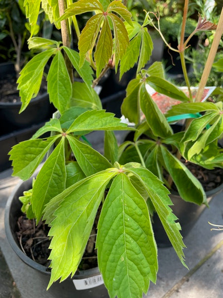 Parthenocissus Quinquefolia 'Virginia Creeper'