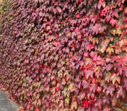 Parthenocissus Tricuspidata 'Boston Ivy'