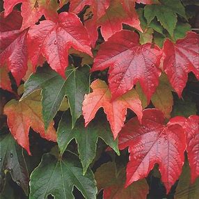 Parthenocissus Tricuspidata 'Boston Ivy'