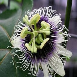 Passiflora Edulis 'Passoinfruit'