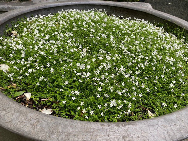 Pratia pedunculata White