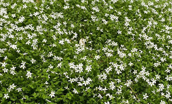 Pratia pedunculata White
