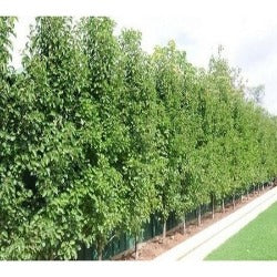 Pyrus Calleryana 'Capital' - Upright Ornamental Pear