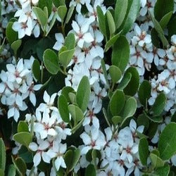 Rhaphiolepis Indica 'Oriental Pearl'