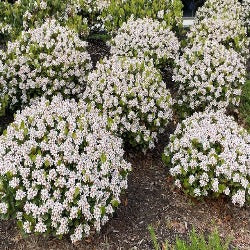 Rhaphiolepis Indica 'Oriental Pearl'
