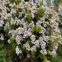 Rhaphiolepis Indica 'Oriental Pearl'