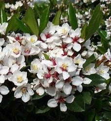 Raphiolepis 'Snow Maiden'