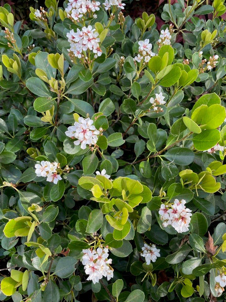 Rhaphiolepis Indica 'Oriental Pearl'