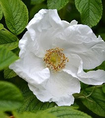 Rosa Rugosa Alba