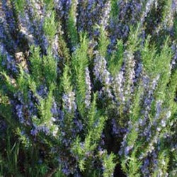 Rosmarinus Officinalis 'Tuscan Blue'