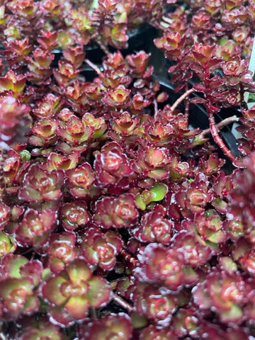 Sedum Spurium 'Dragon's Blood'