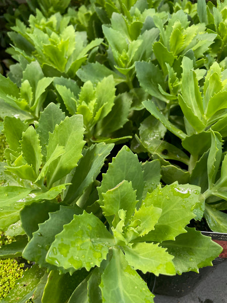 Sedum 'Autumn Joy'
