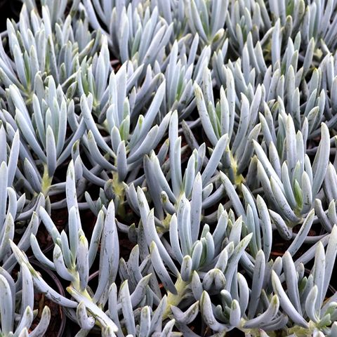 Senecio Serpens