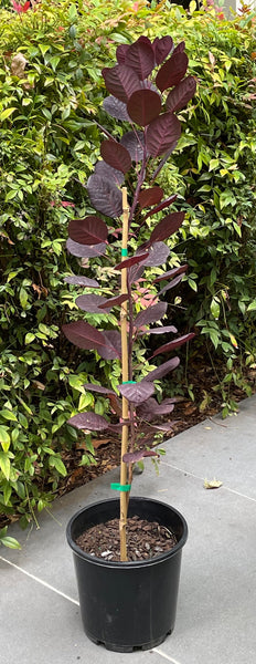 Cotinus Coggygria 'Royal Purple' - Purple Smoke Bush