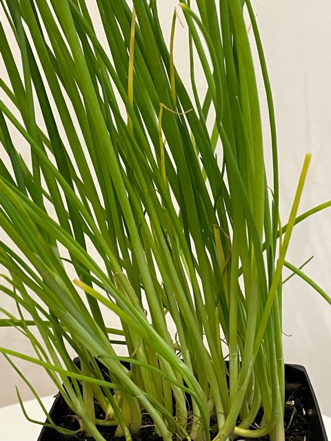 Spring Onion (Allium Fistulosum)