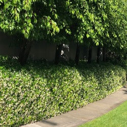 Trachelospermum Asiaticum 'Japanese Star Jasmine'