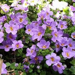 Sutera Cordata Megacopa Blue