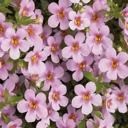 Sutera Cordata Scopia 'Great Pink'