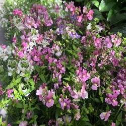 Sutera Cordata Scopia 'Great Pink'