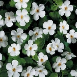 Sutera Cordata Snowflake