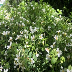 Sutera Cordata Snowflake
