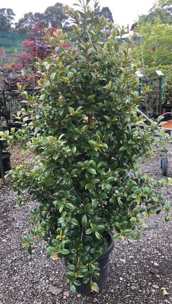 Syzygium Australe Select - 'Backyard Bliss' Lilly Pilly