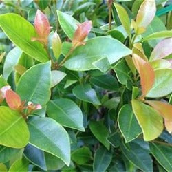Syzygium Australe 'Hinterland Gold'
