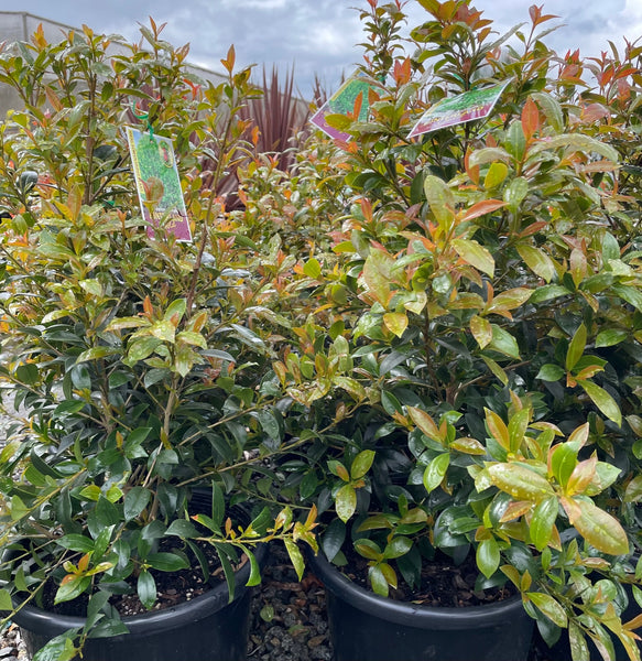 Syzygium Australe 'Hinterland Gold'