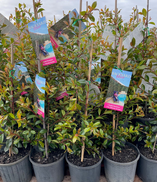 Syzygium Australe Select - 'Backyard Bliss' Lilly Pilly