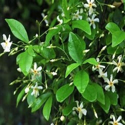 Trachelospermum Asiaticum 'Japanese Star Jasmine'