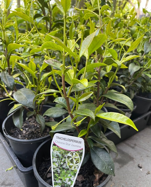 Trachelospermum Jasminoides- 'Chinese Star Jasmine'