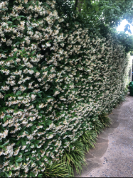 Trachelospermum Jasminoides- 'Chinese Star Jasmine'
