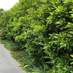 Tristaniopsis Laurina 'Luscious'