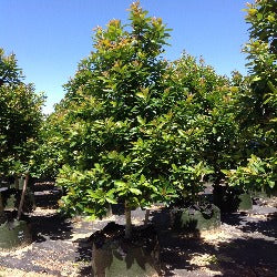 Tristaniopsis Laurina 'Luscious'