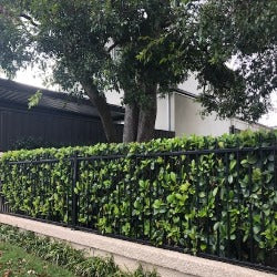 Viburnum Odoratissimum 'Sweet Viburnum'