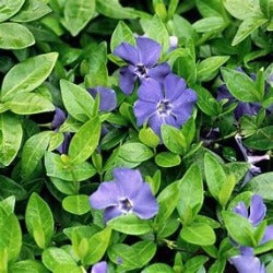 Vinca Minor