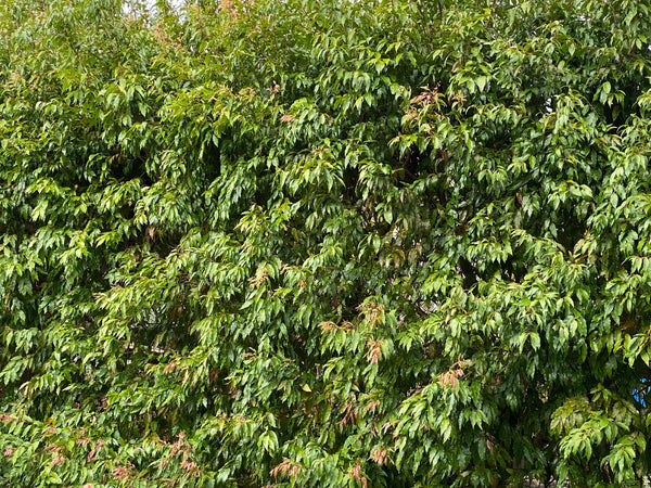 Waterhousea Floribunda 'Weeping Lilly Pilly'
