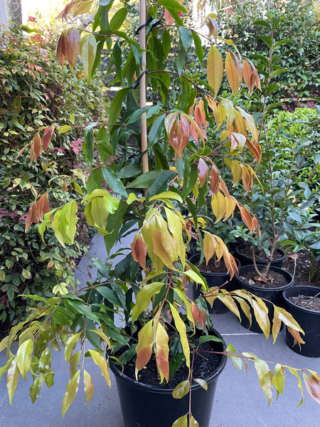 Waterhousea Floribunda 'Weeping Lilly Pilly'