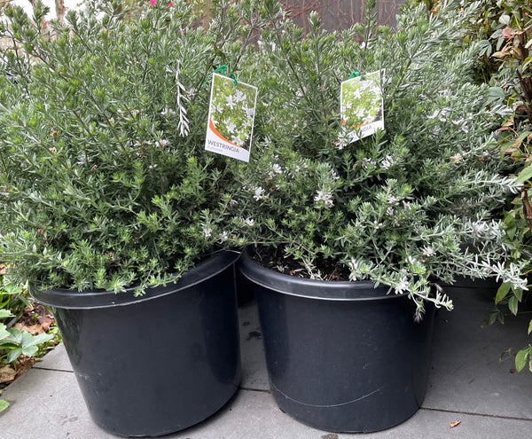 Westringia Fruticosa 'Coastal Rosemary'