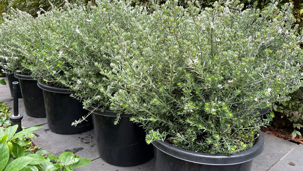Westringia Fruticosa 'Coastal Rosemary'