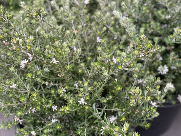 Westringia Fruticosa 'Coastal Rosemary'