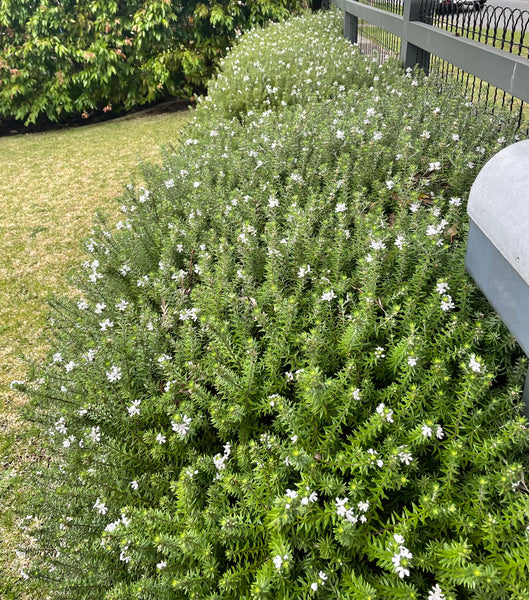 Westringia Fruticosa 'Coastal Rosemary'